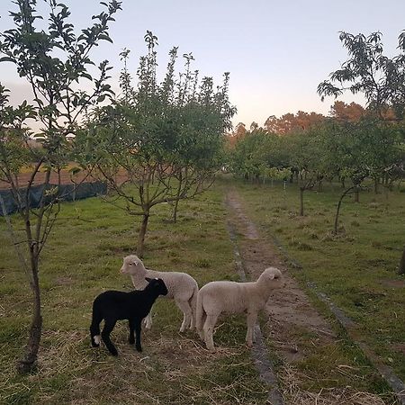 Quinta Da Lage Villa Barcelos Eksteriør billede