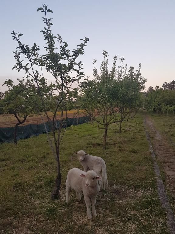 Quinta Da Lage Villa Barcelos Eksteriør billede