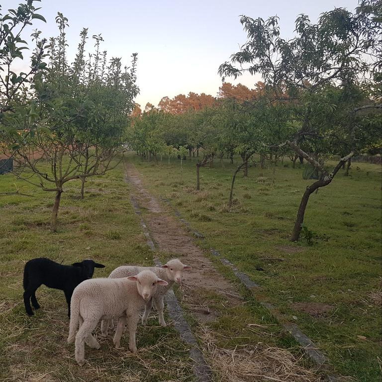 Quinta Da Lage Villa Barcelos Eksteriør billede